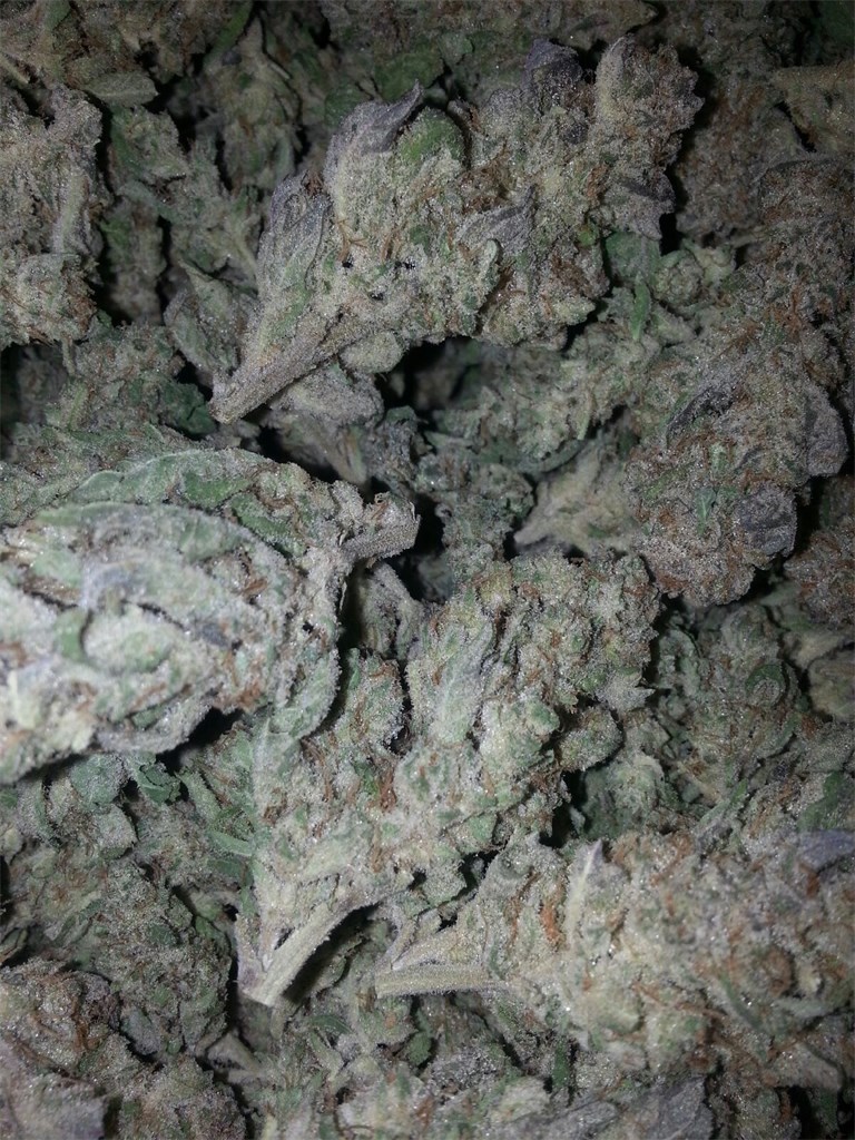 Khalifa-Kush-1-2-1.jpg Khalifa Kush - Image 1